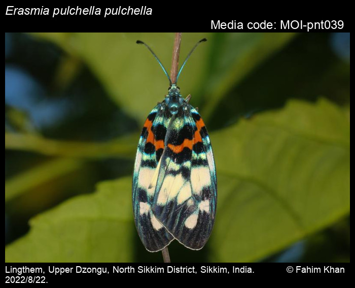 erasmia-pulchella-hope-1841-moths